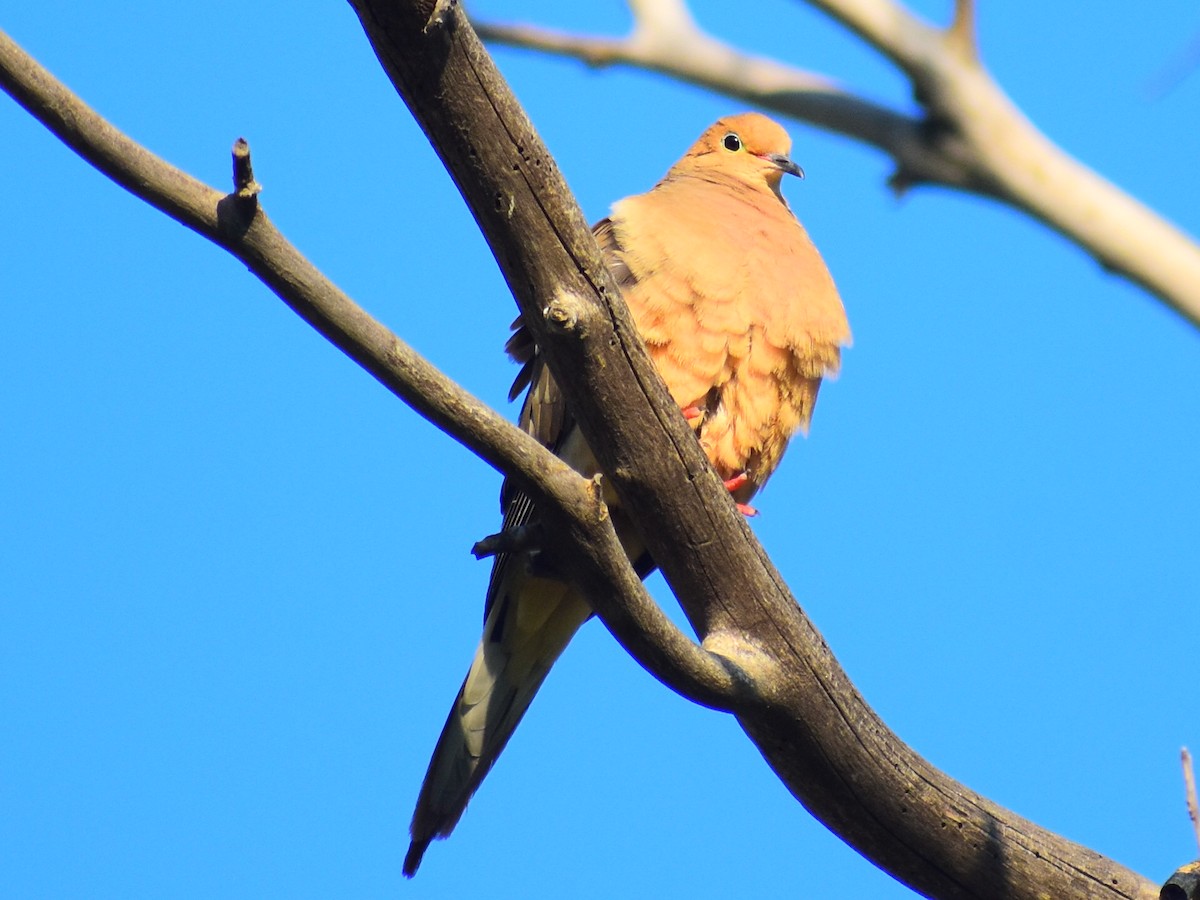 Mourning Dove - ML636847773