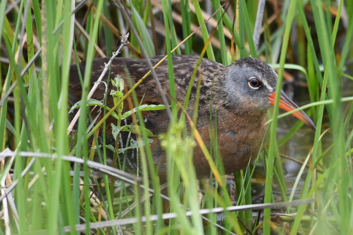 Virginia Rail - ML636847790