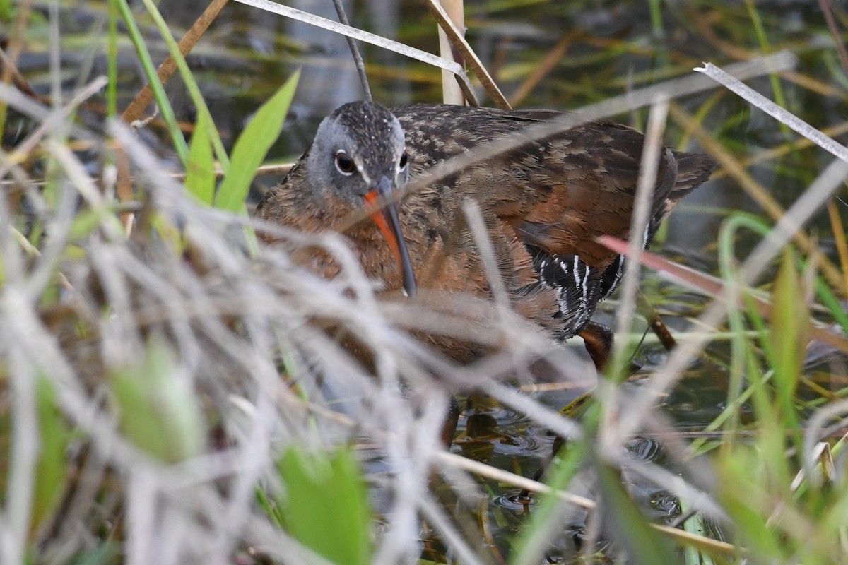 Virginia Rail - ML636847791