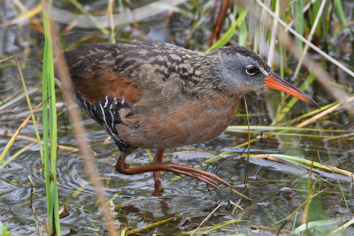 Virginia Rail - ML636847792