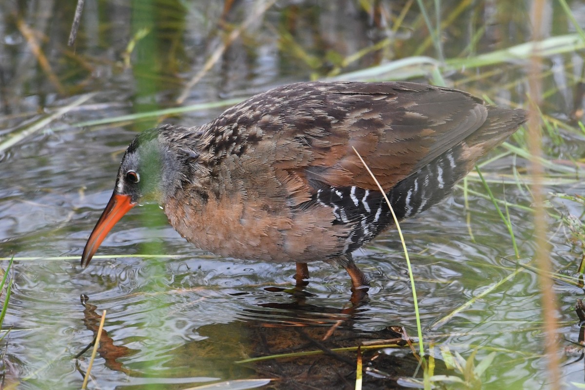 Virginia Rail - ML636847793