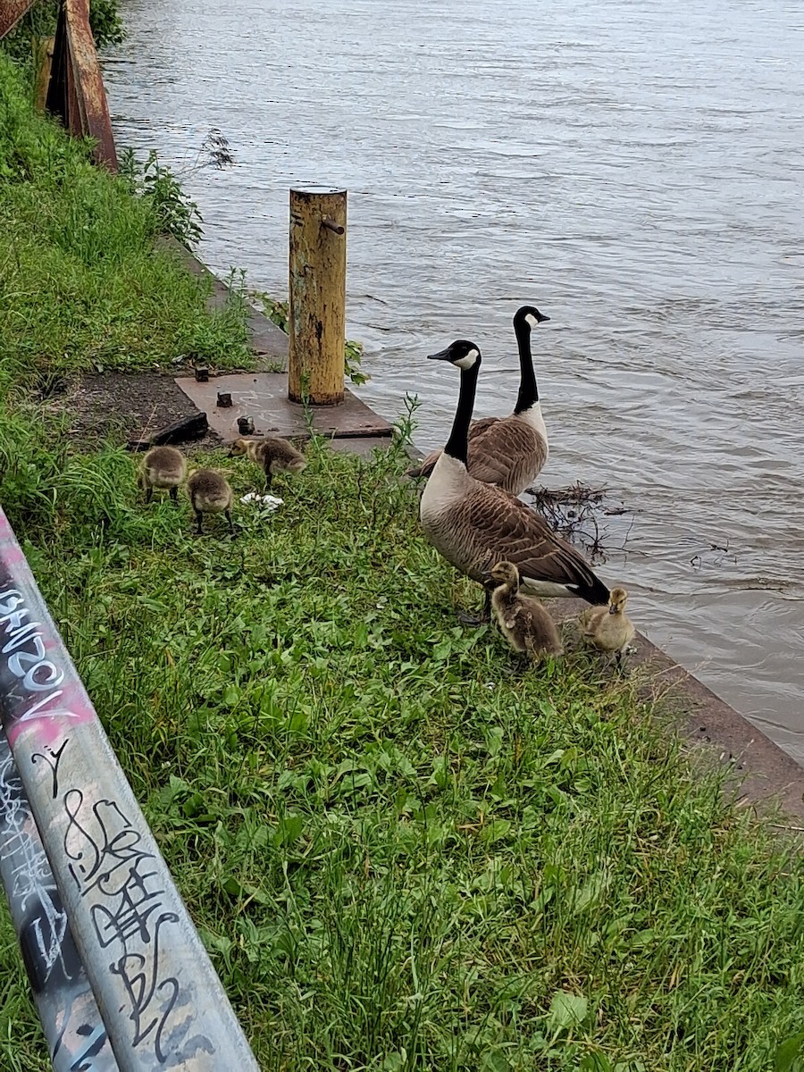 Canada Goose - ML636847880