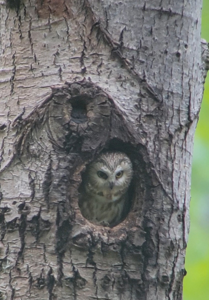 Northern Saw-whet Owl - ML636847961