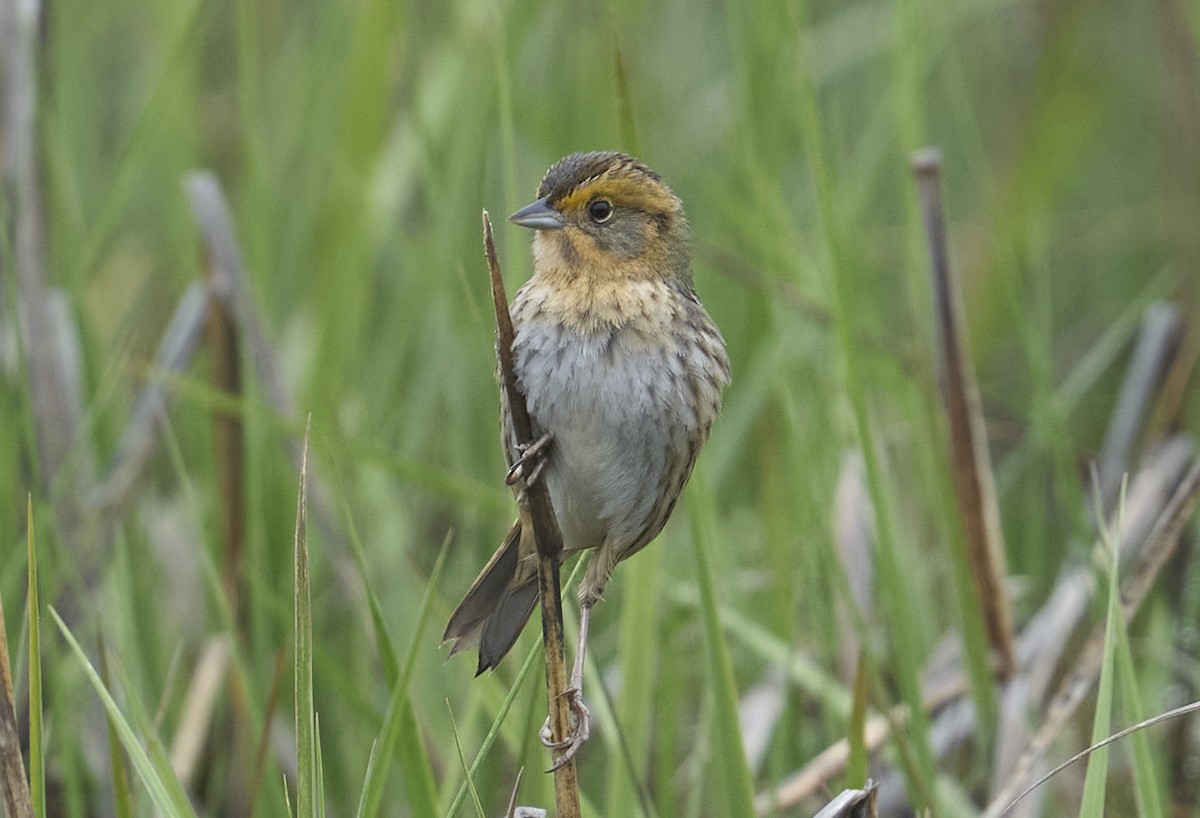 Nelson's Sparrow - ML636847962