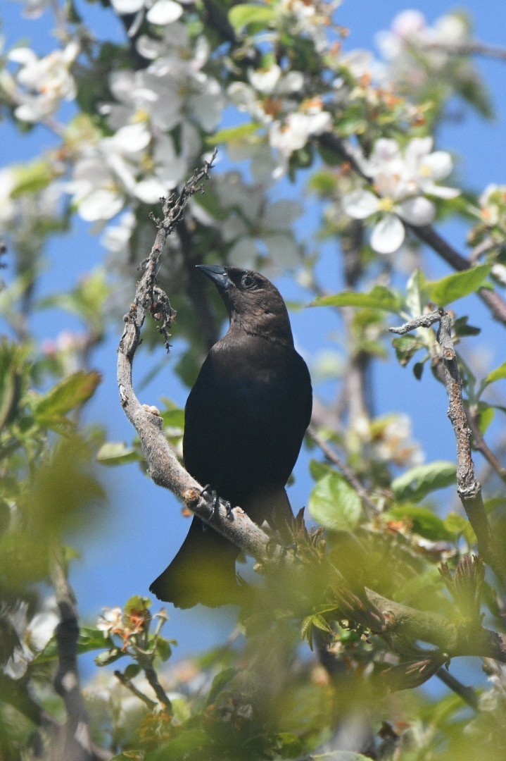 Brown-headed Cowbird - ML636848124