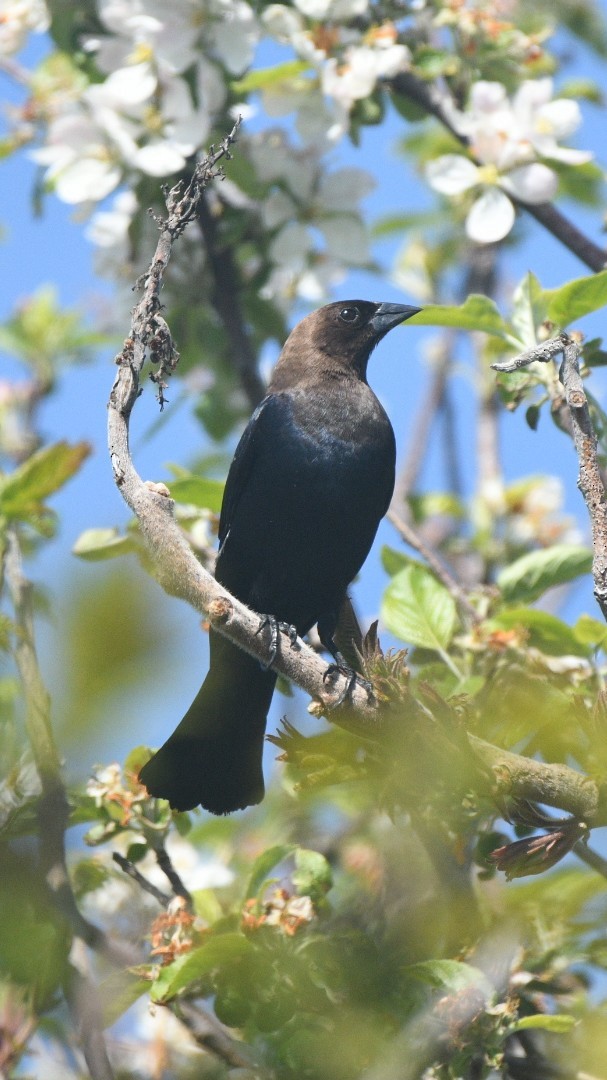 Brown-headed Cowbird - ML636848125