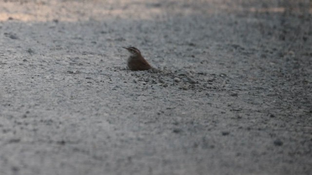 Bewick's Wren - ML636848215