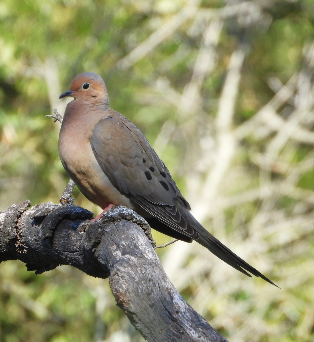 Mourning Dove - ML636848347