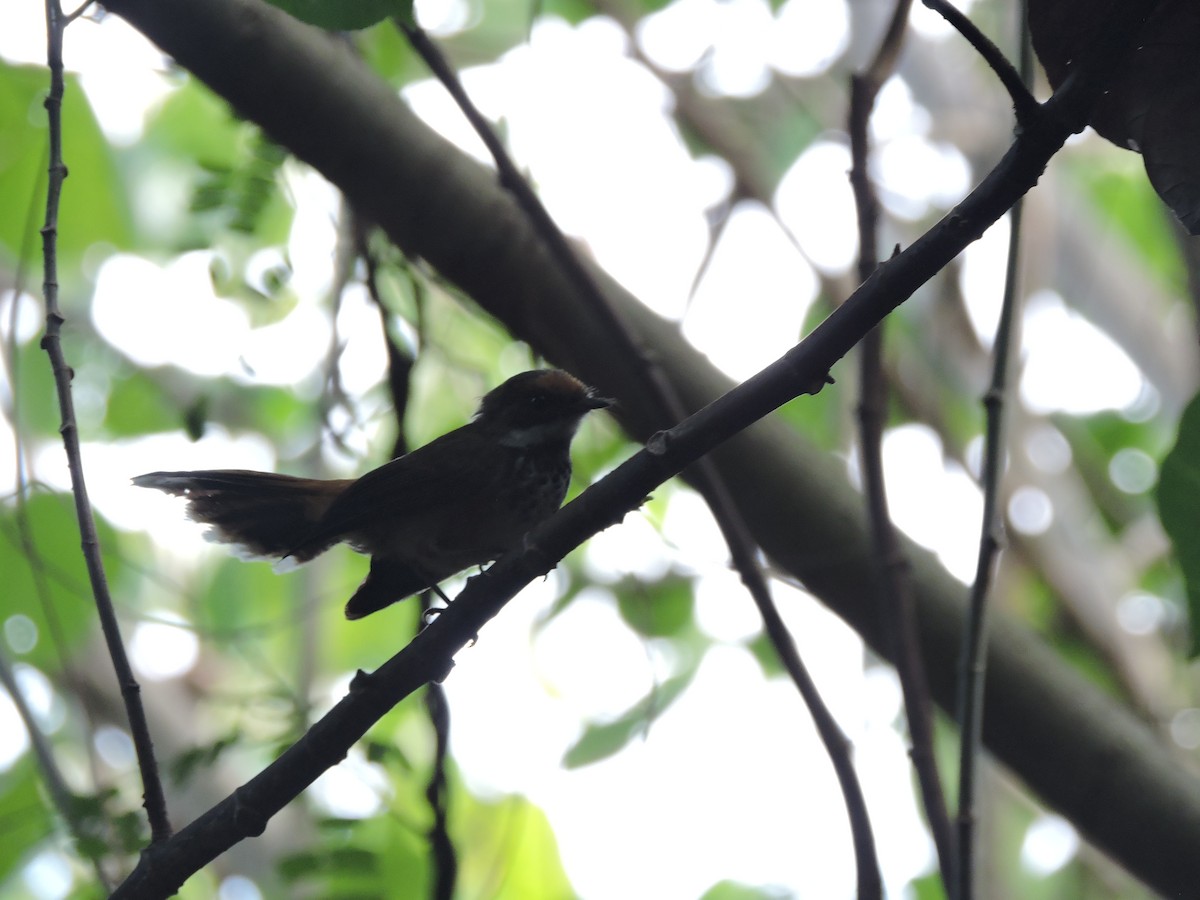 Micronesian Rufous Fantail (Marianas) - ML636848350