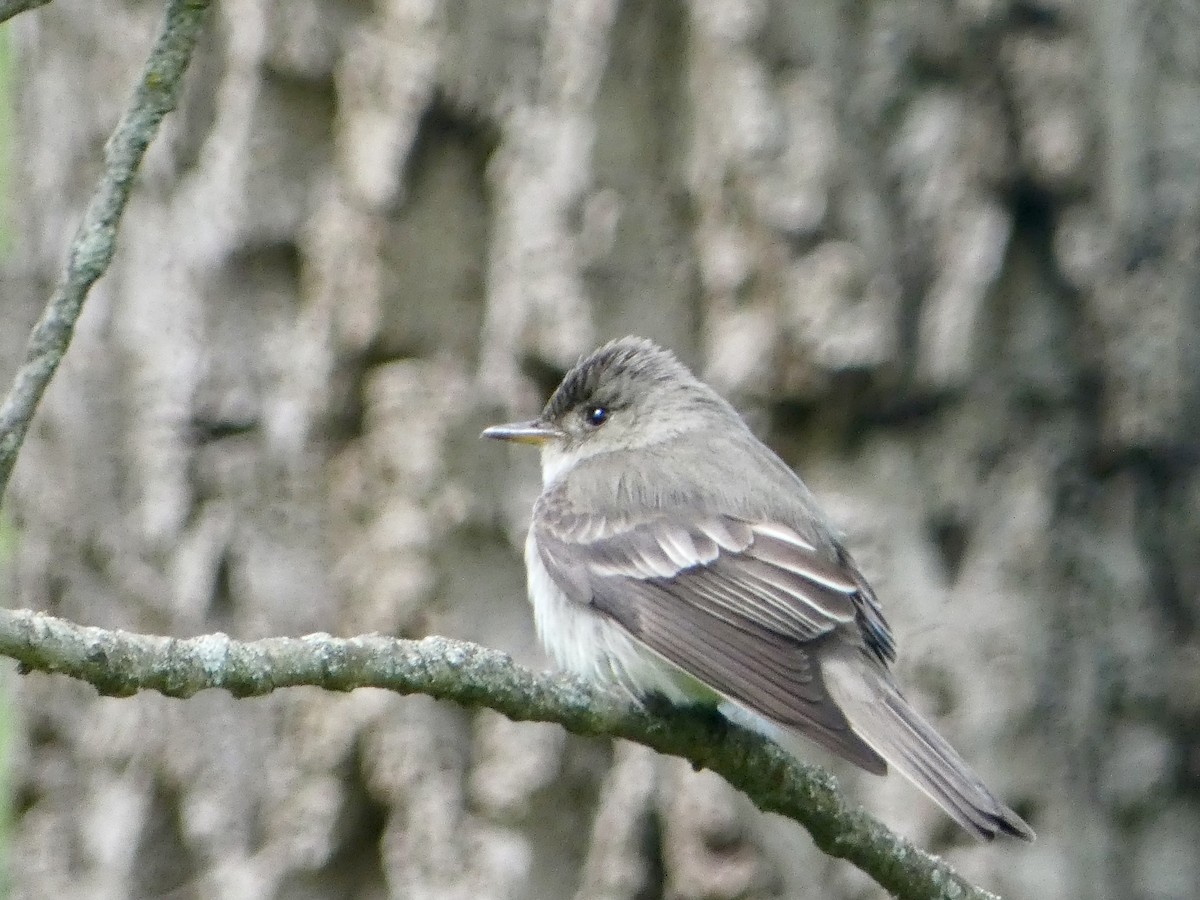 Eastern Wood-Pewee - ML636848354