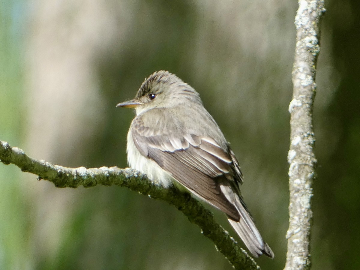 Eastern Wood-Pewee - ML636848355