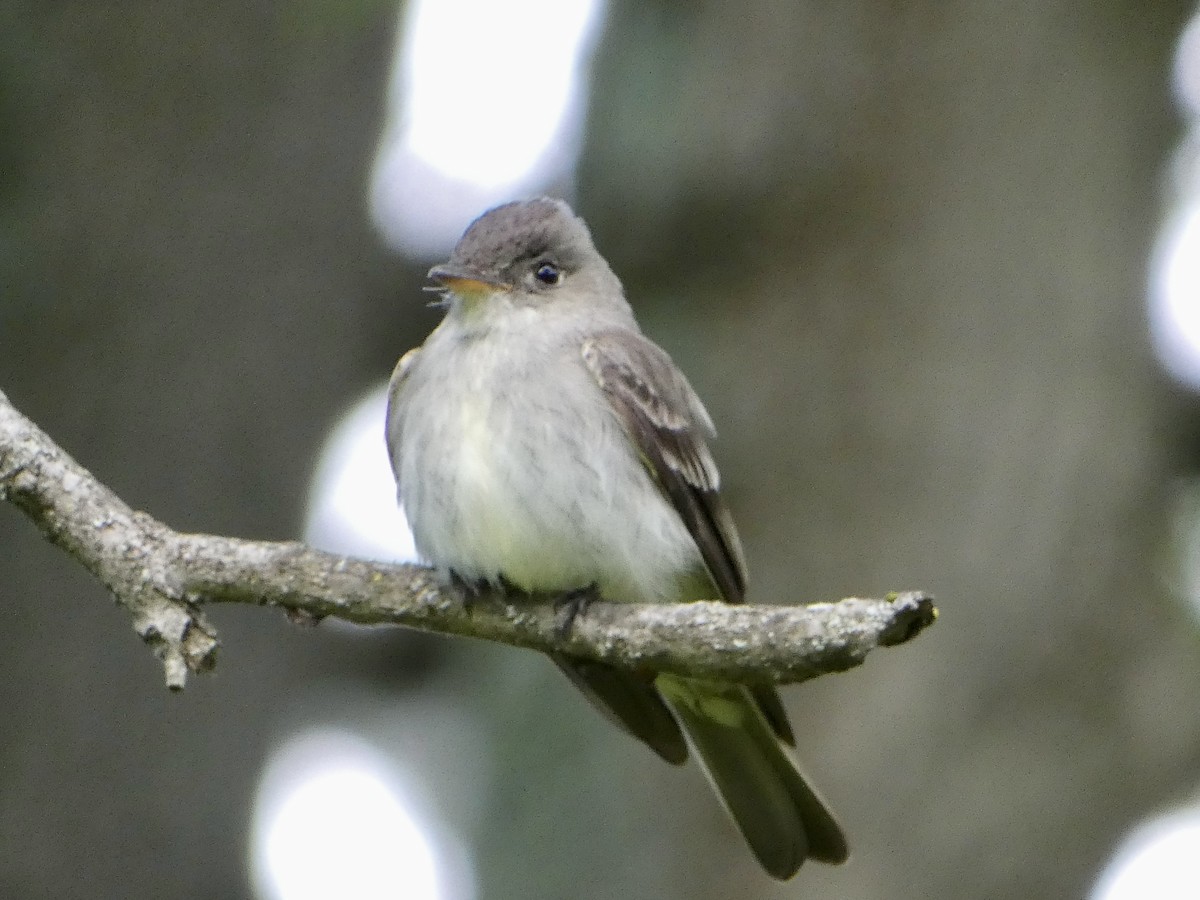 Eastern Wood-Pewee - ML636848356
