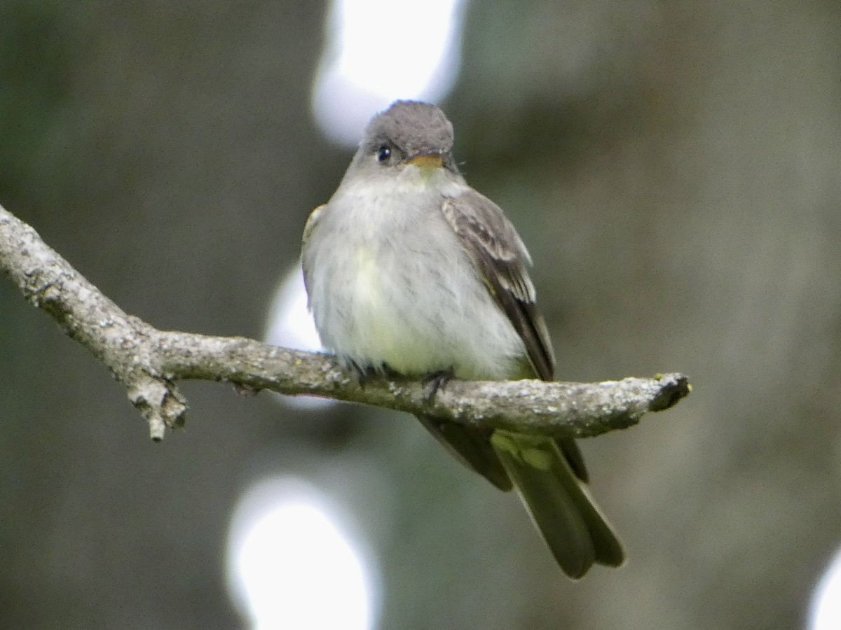 Eastern Wood-Pewee - ML636848358