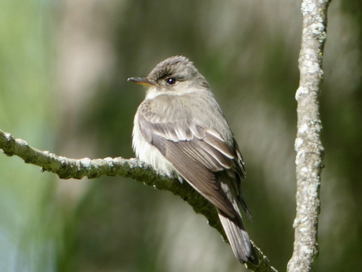 Eastern Wood-Pewee - ML636848359