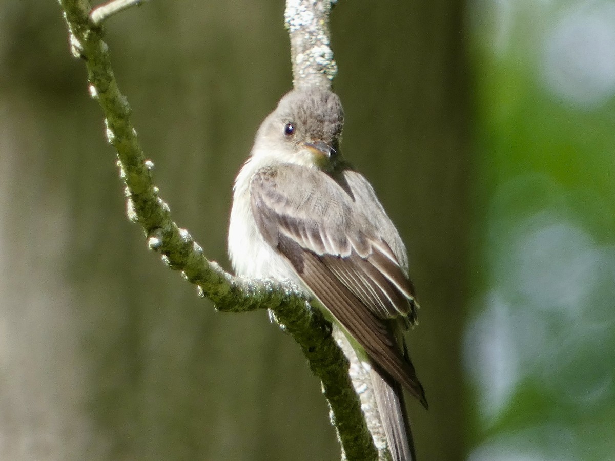Eastern Wood-Pewee - ML636848360