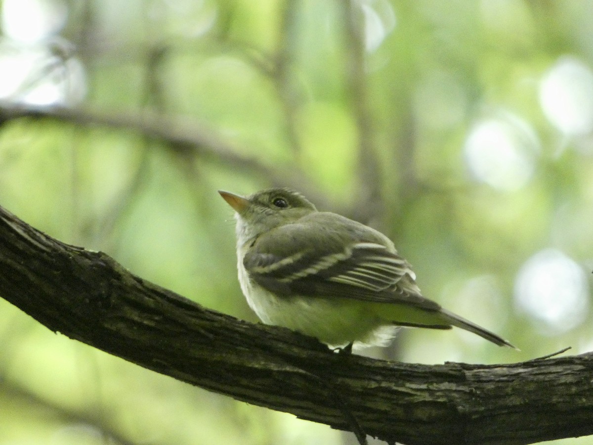 Acadian Flycatcher - ML636848365