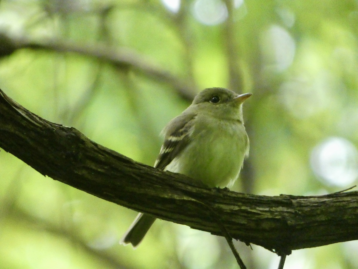 Acadian Flycatcher - ML636848366