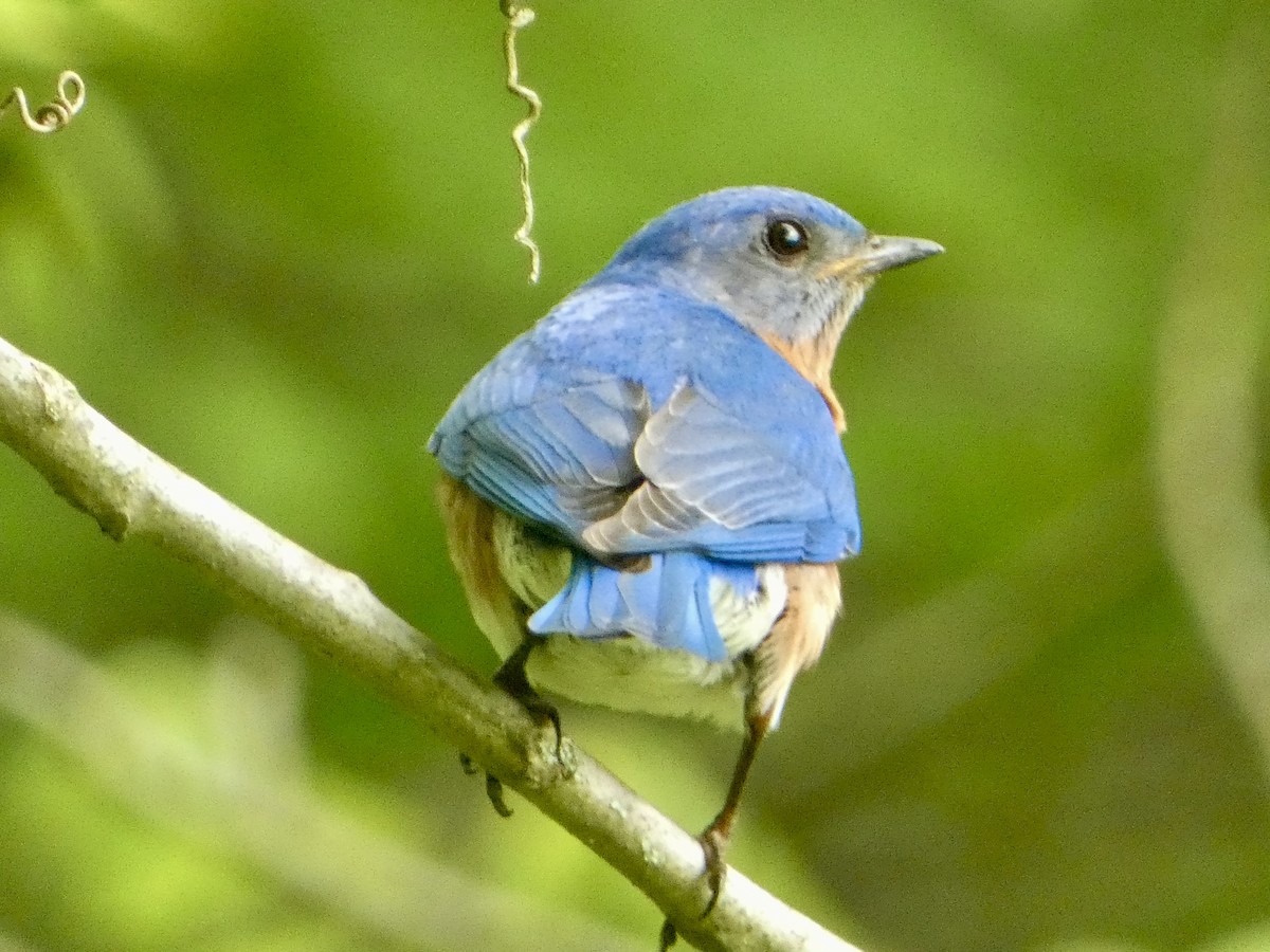 Eastern Bluebird - ML636848380