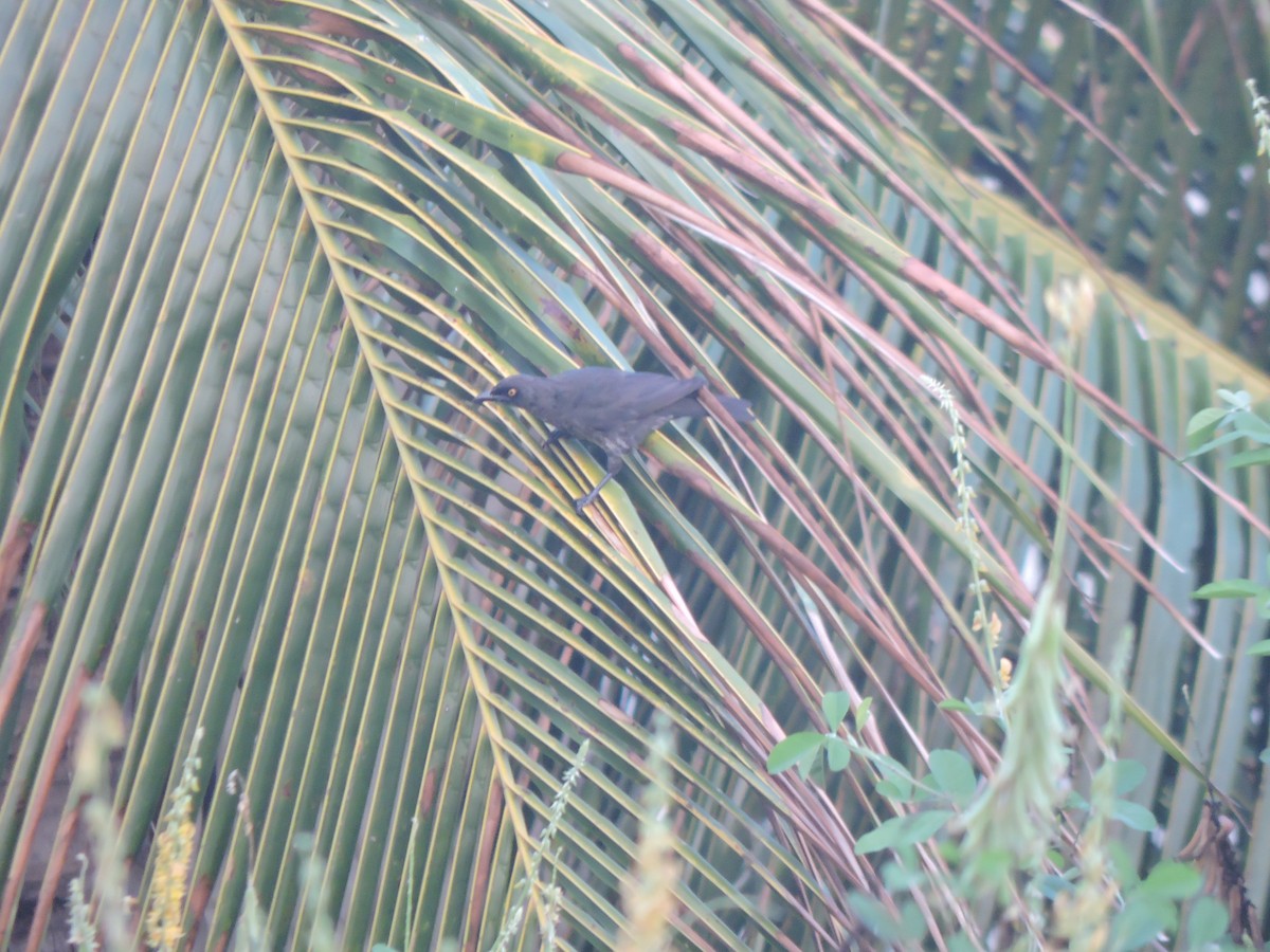 Micronesian Starling - ML636848398