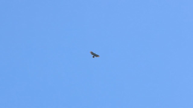 Ornate Hawk-Eagle - ML636848471