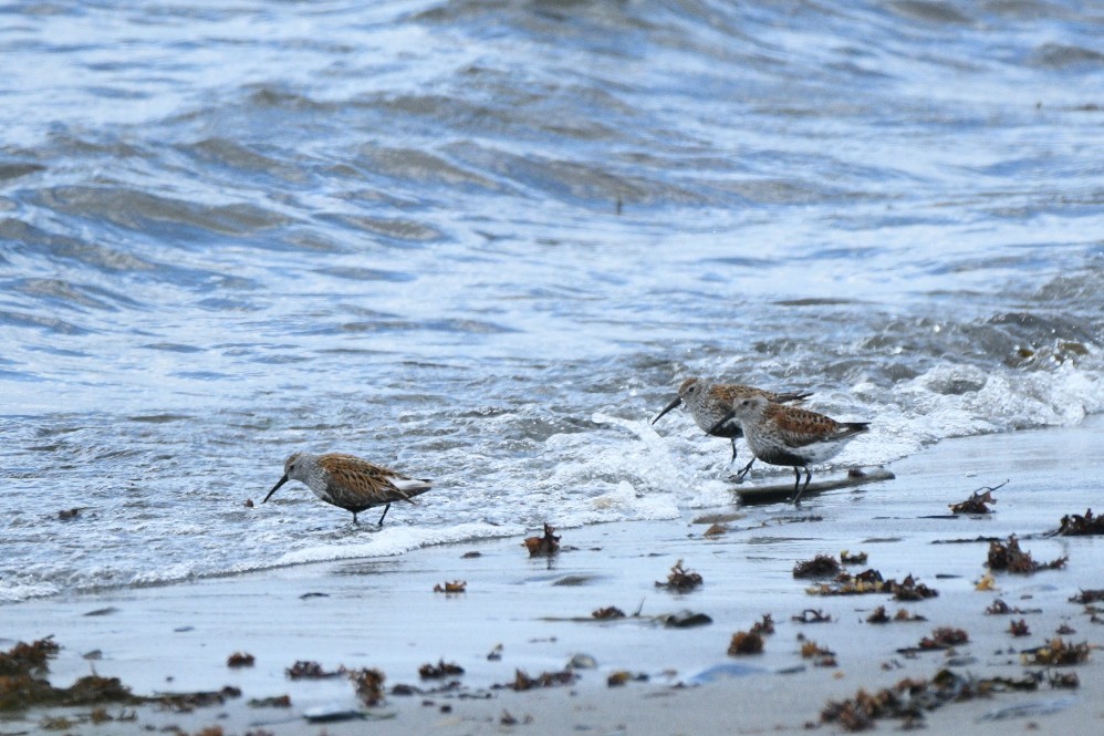 Dunlin - ML636848494
