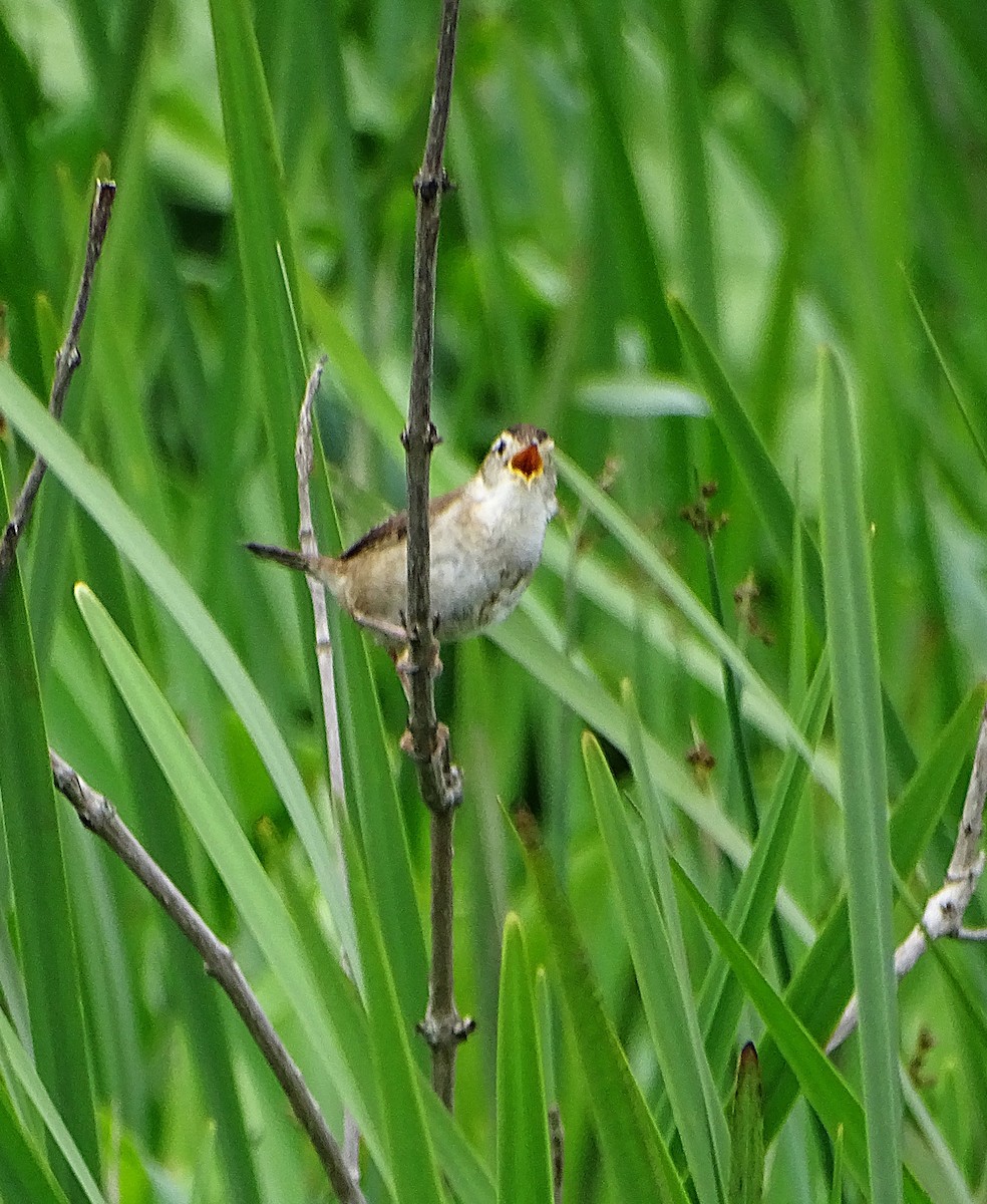 Sumpfzaunkönig - ML636848498
