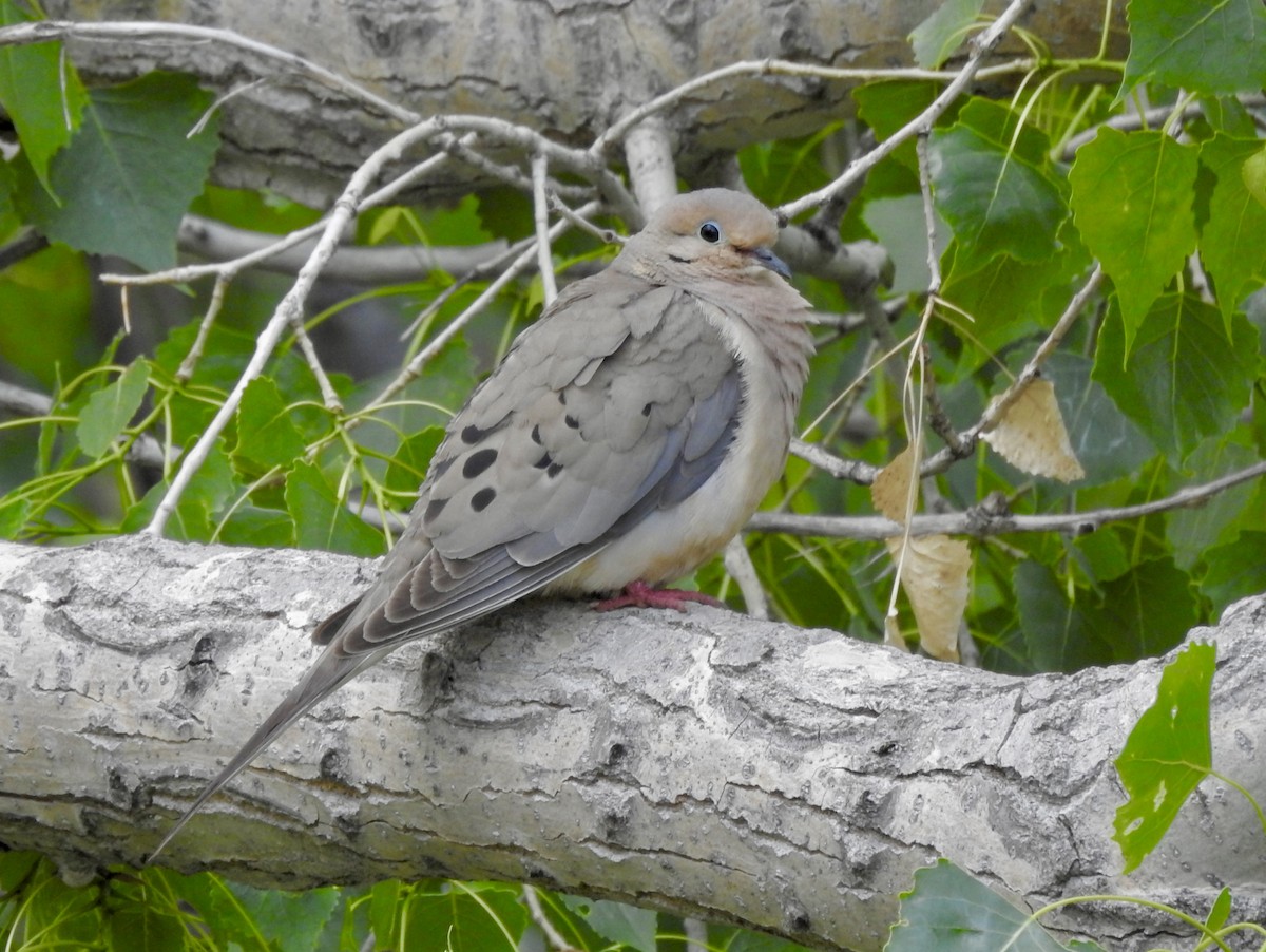 Mourning Dove - ML636848505
