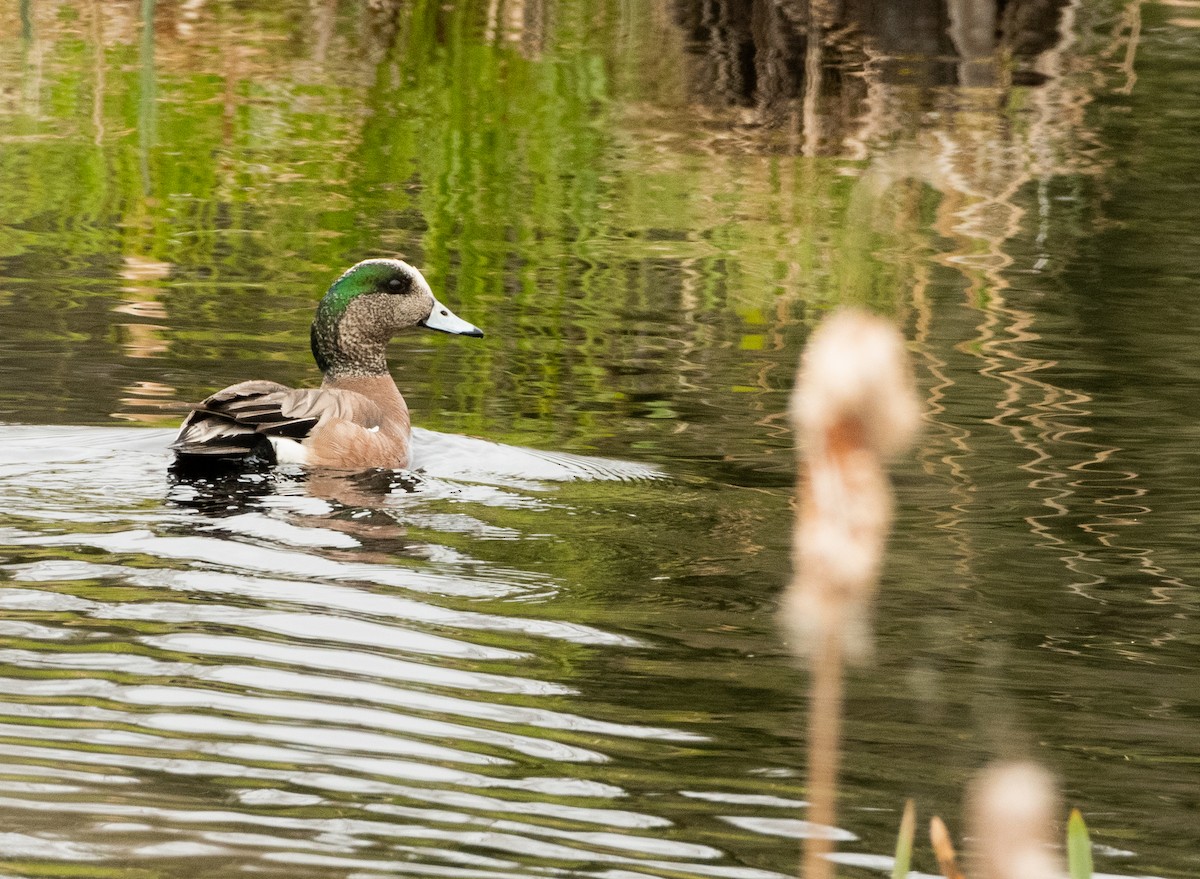 American Wigeon - ML636848554