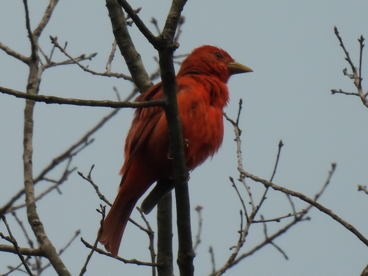 Summer Tanager - ML636848606