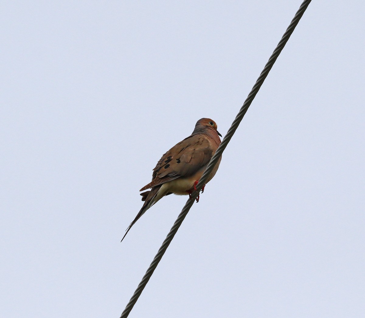 Mourning Dove - ML636848646