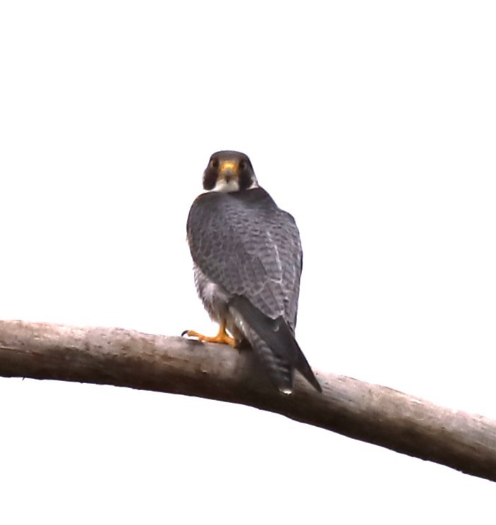 Peregrine Falcon - ML636848730