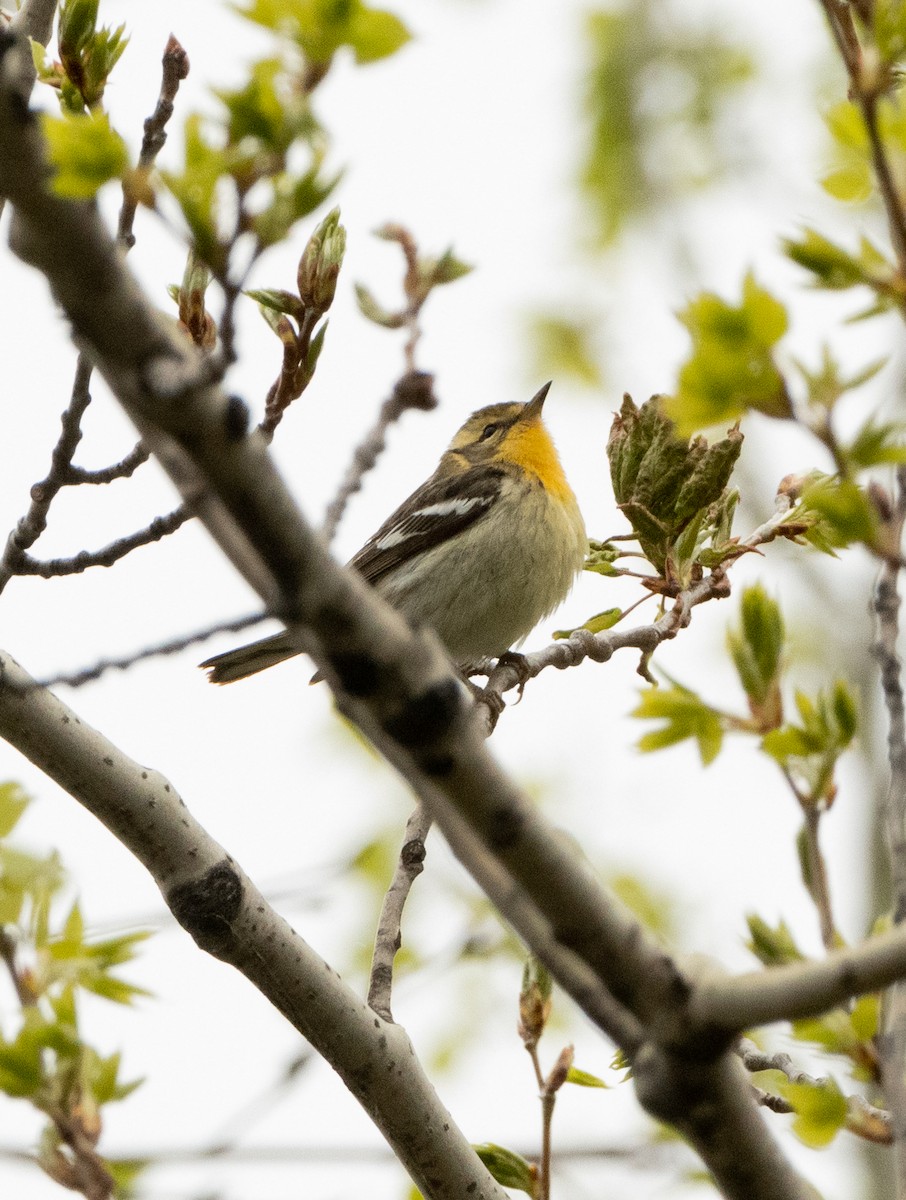 hemlokkparula - ML636848786