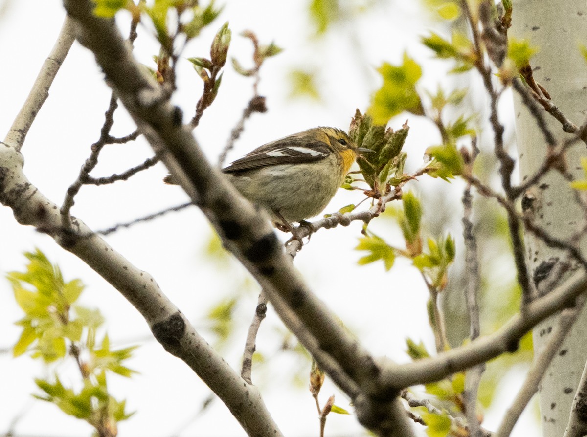 hemlokkparula - ML636848787