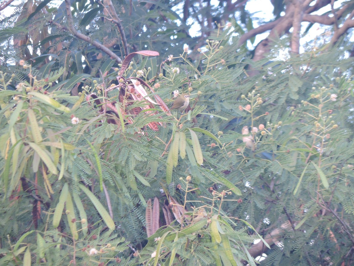 Bridled White-eye - ML636848816