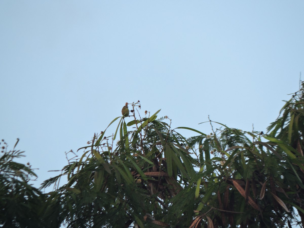 Bridled White-eye - ML636848817