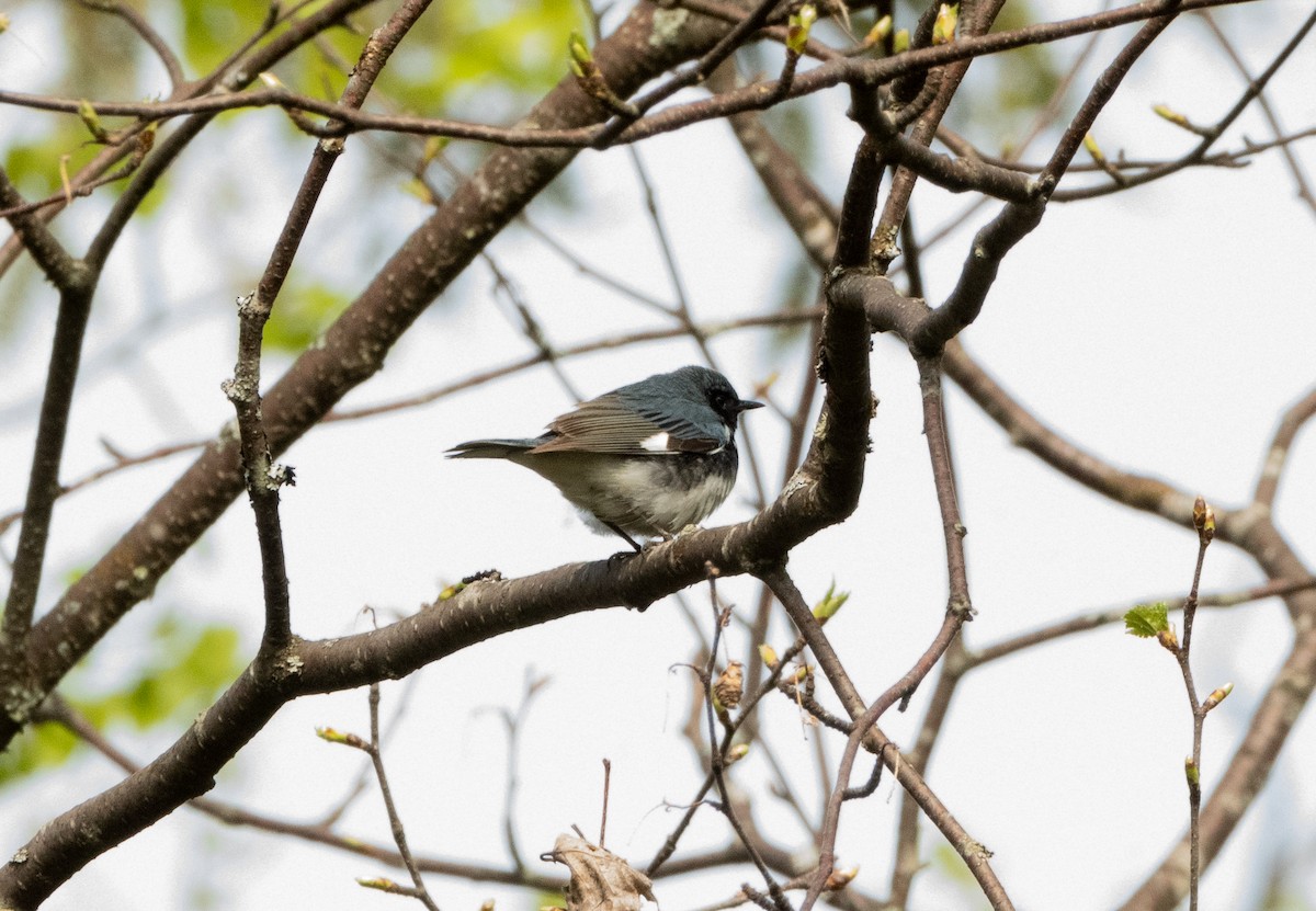 Black-throated Blue Warbler - ML636848833