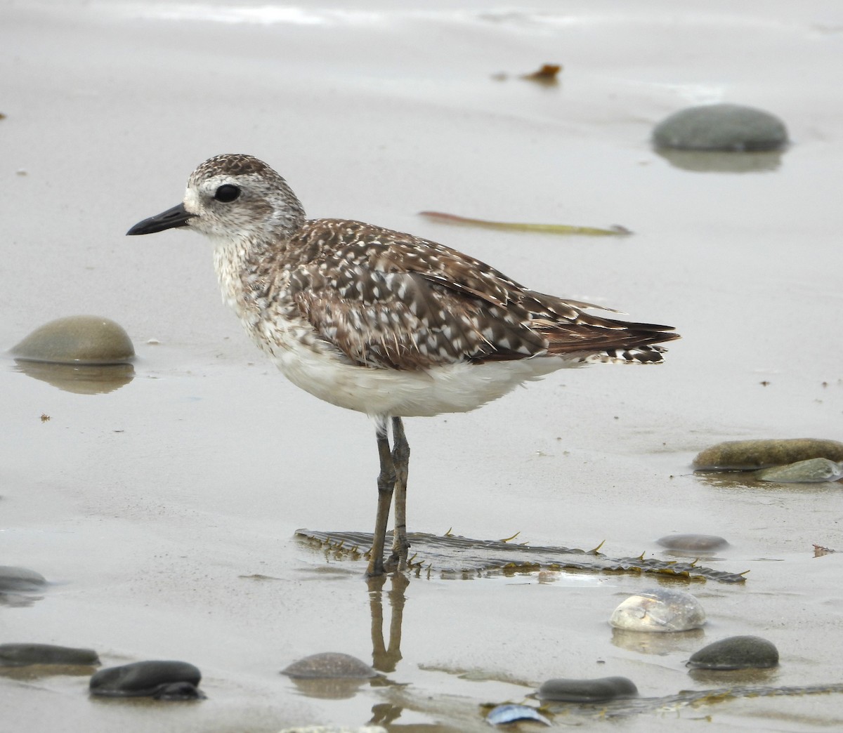 Black-bellied Plover - ML636848857