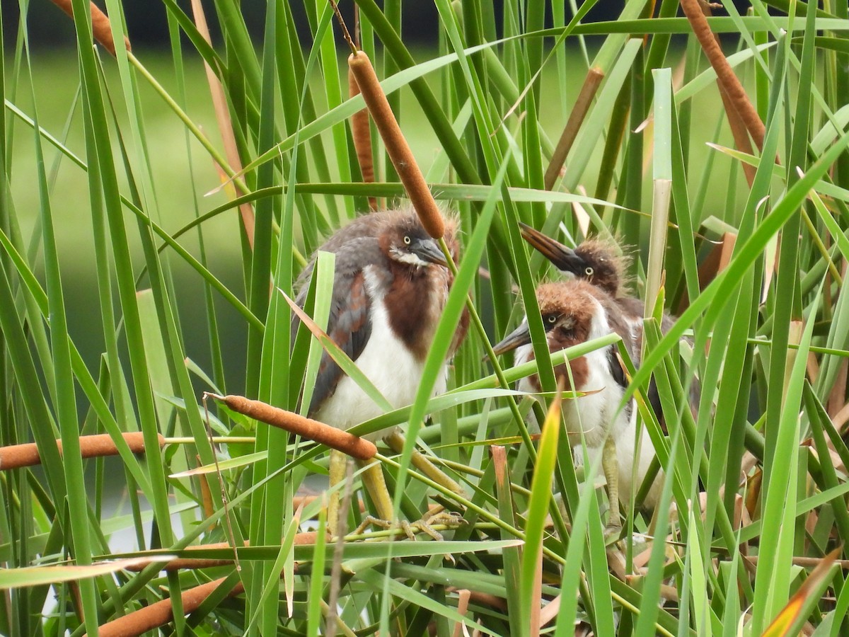 Tricolored Heron - ML636848972