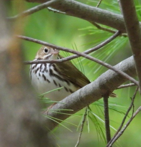 Ovenbird - ML636849033