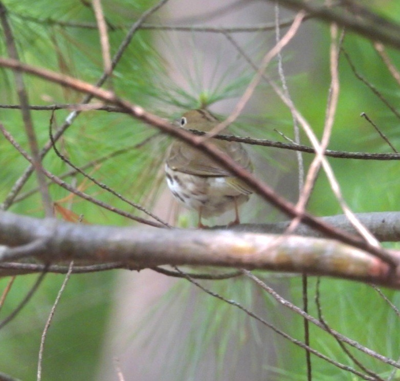 Ovenbird - ML636849034