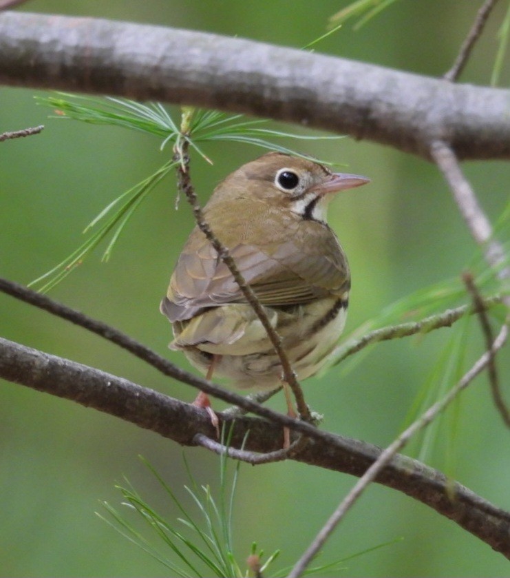 Ovenbird - ML636849035