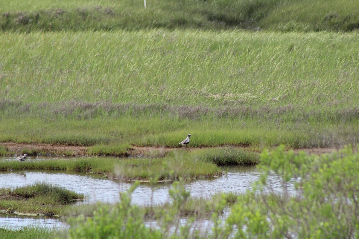 Black-bellied Plover - ML636849039
