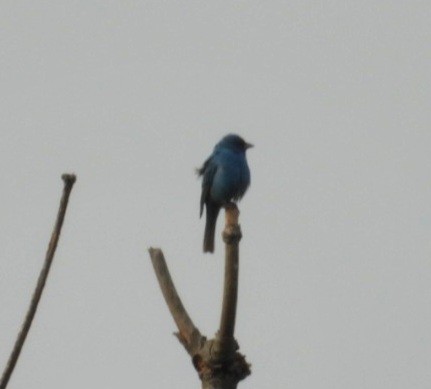 Indigo Bunting - ML636849054
