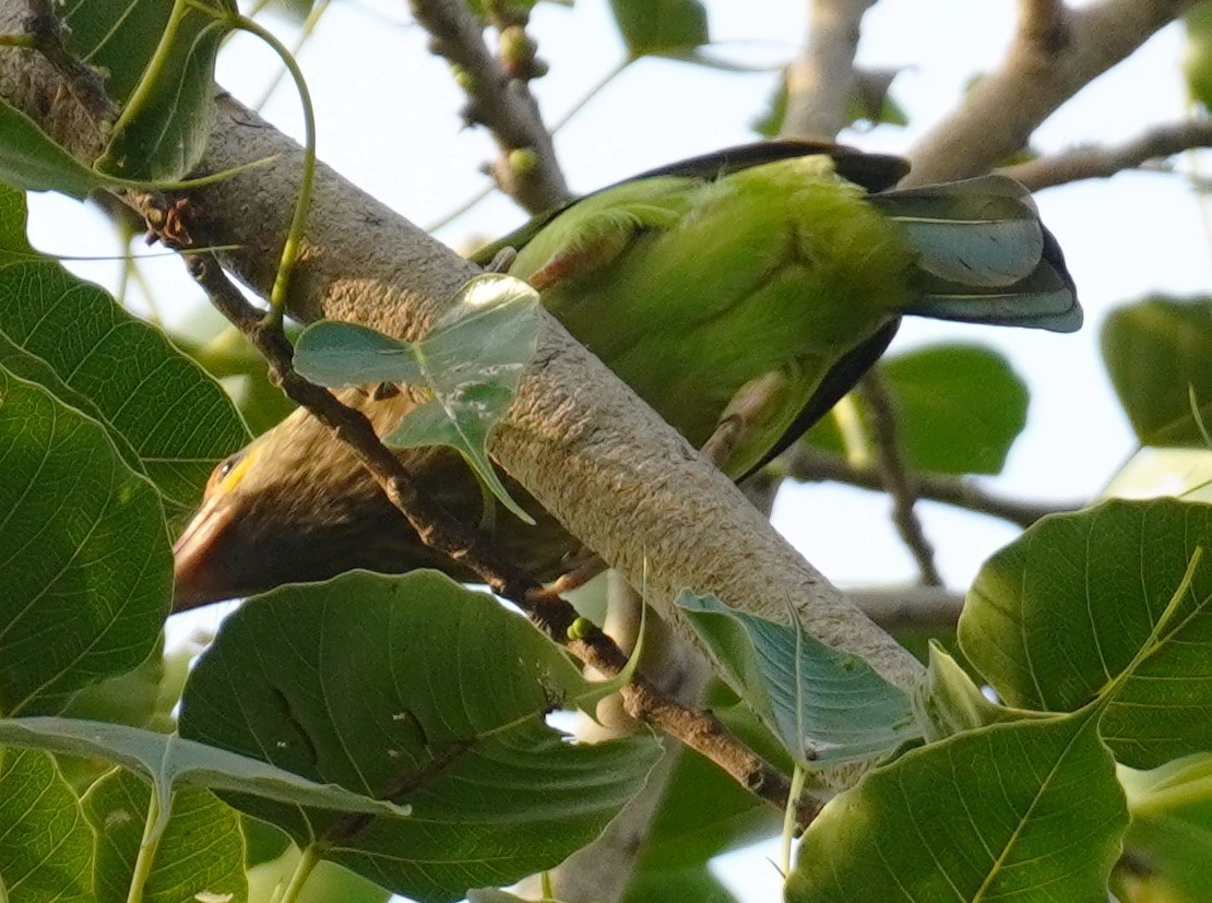 Brown-headed Barbet - ML636849073