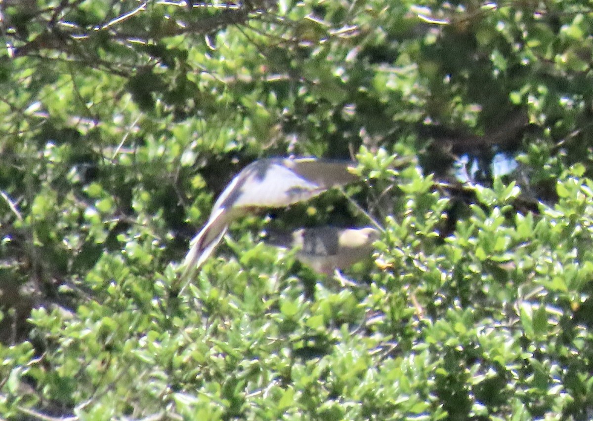 Mourning Dove - ML636849168