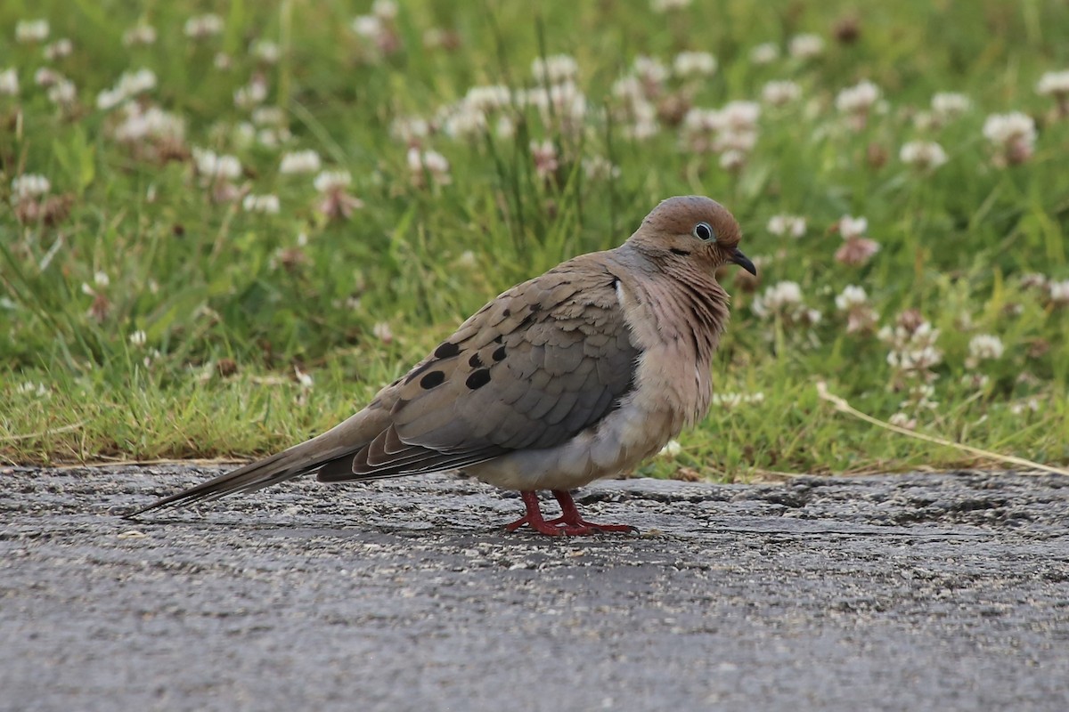 Mourning Dove - ML636849285