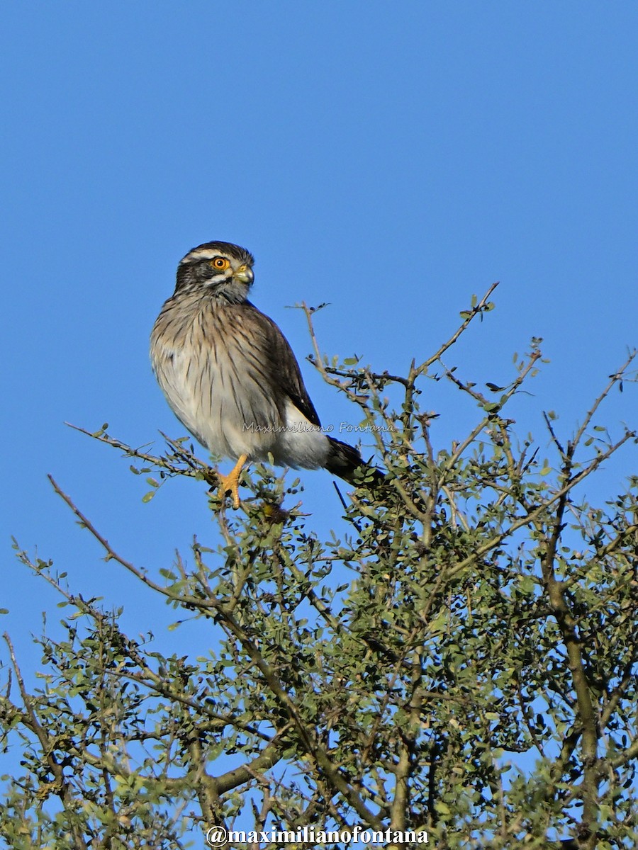 Spot-winged Falconet - ML636849328