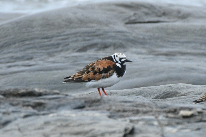Ruddy Turnstone - ML636849340
