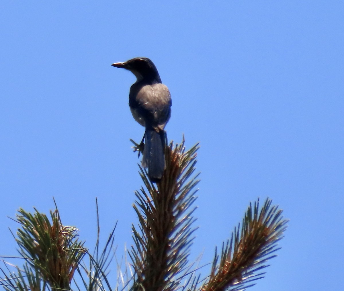 krattskrike - ML636849360