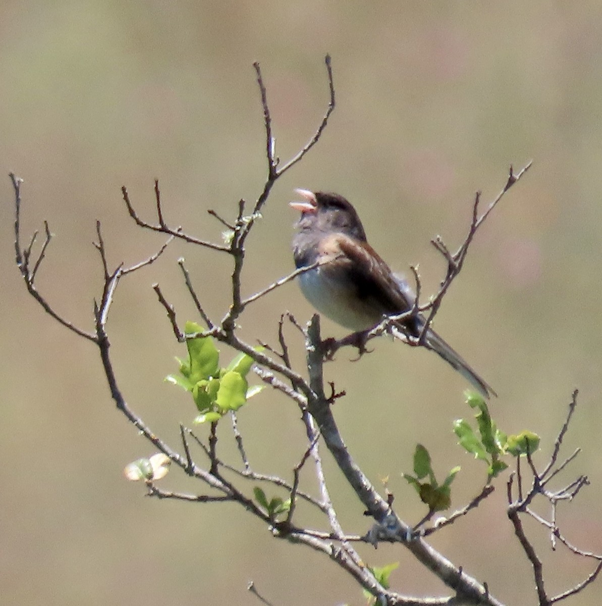 vinterjunko - ML636849377